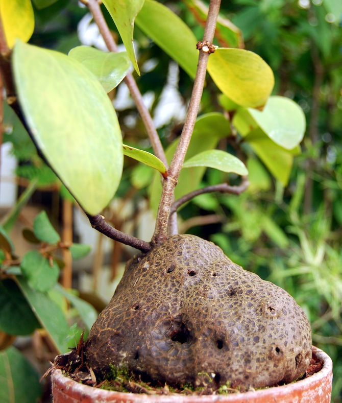 Hydnophytum sp. (Rubiaceae) cultivé traditionnellement : on remarque les ouvertures donnant accès au réseau de galeries même en l'absence de fourmis - © Serre du jardin botanique de Nancy
